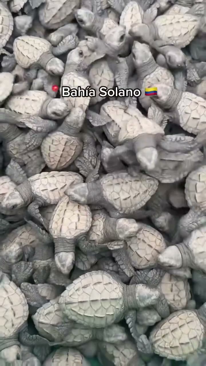 Video del Pacífico colombiano